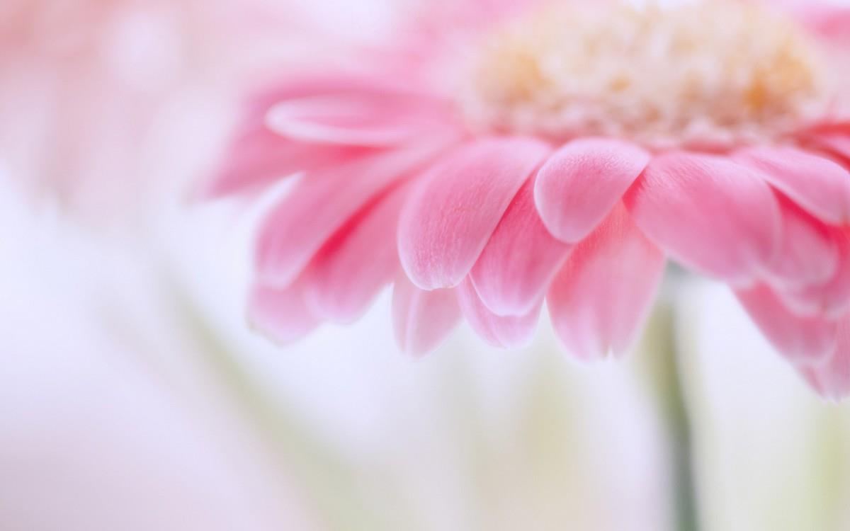 热情火辣的非洲菊图片