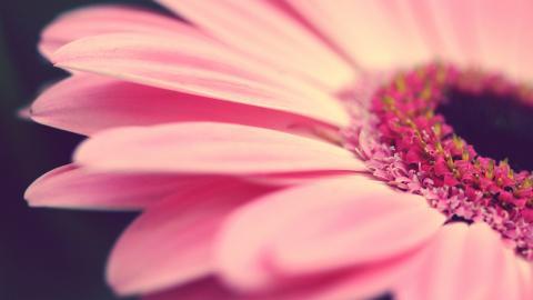 热情火辣的非洲菊图片