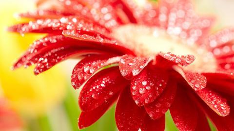 热情火辣的非洲菊图片