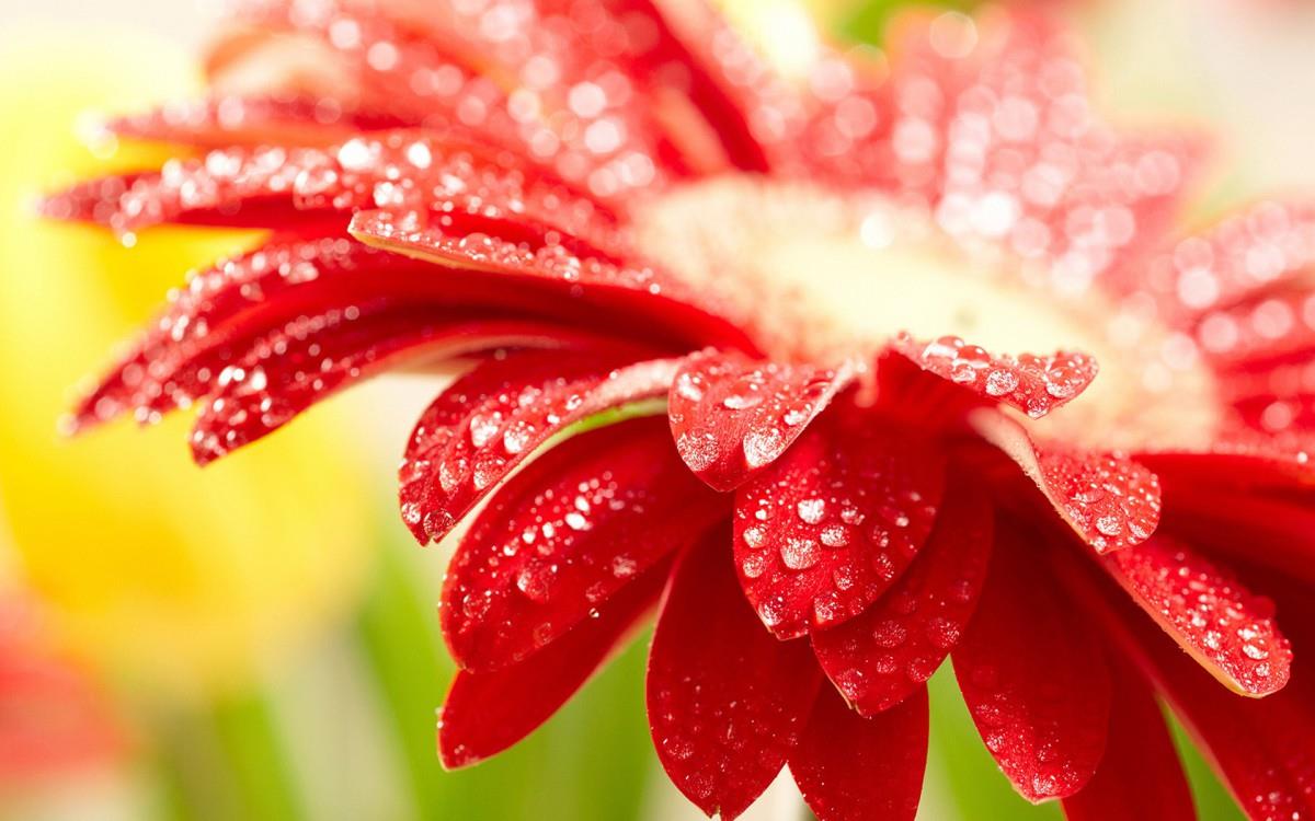 热情火辣的非洲菊图片