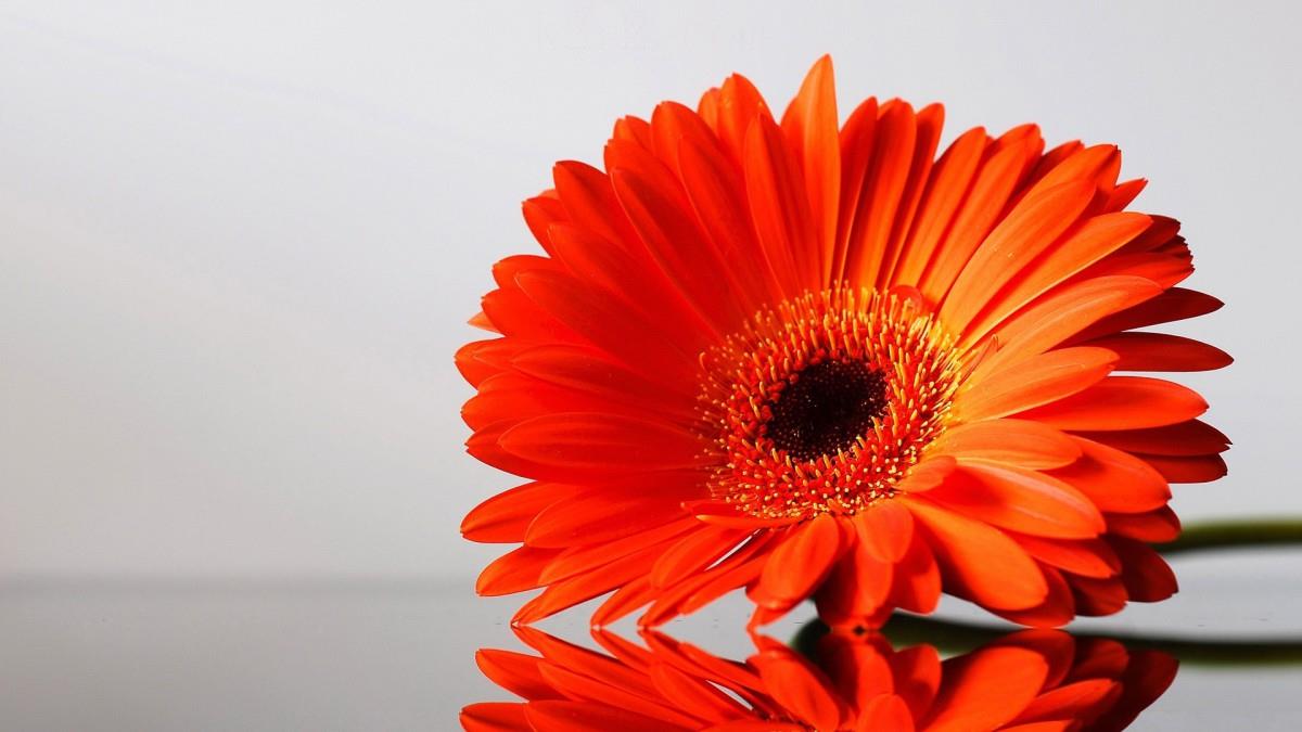 热情火辣的非洲菊图片