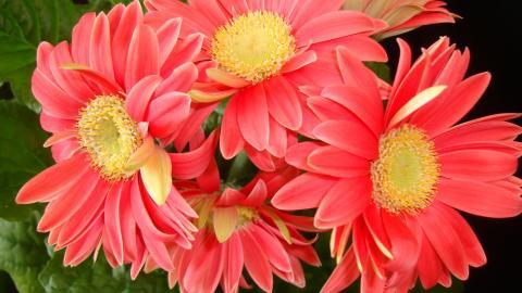 热情火辣的非洲菊图片