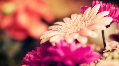 热情火辣的非洲菊图片