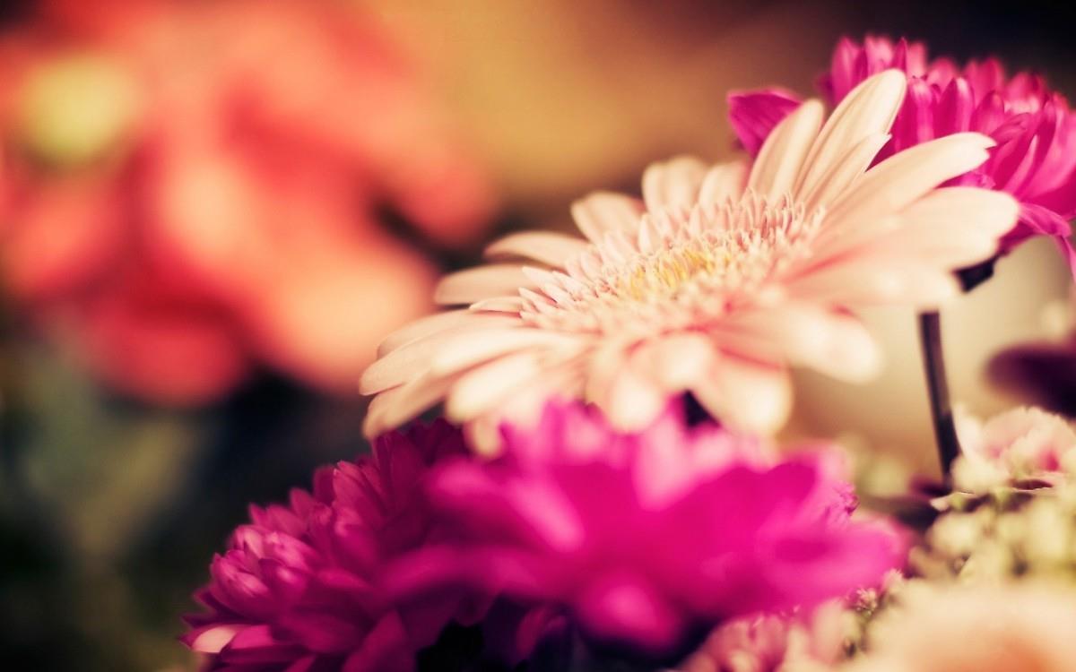 热情火辣的非洲菊图片