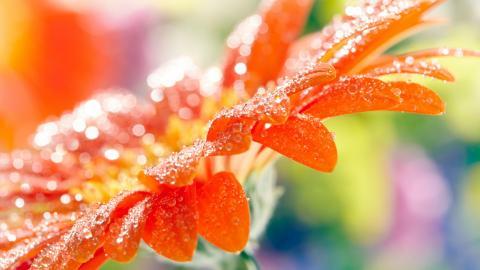 热情火辣的非洲菊图片