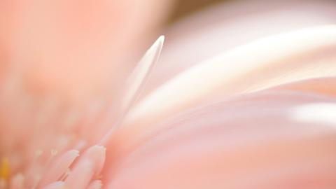 热情火辣的非洲菊图片