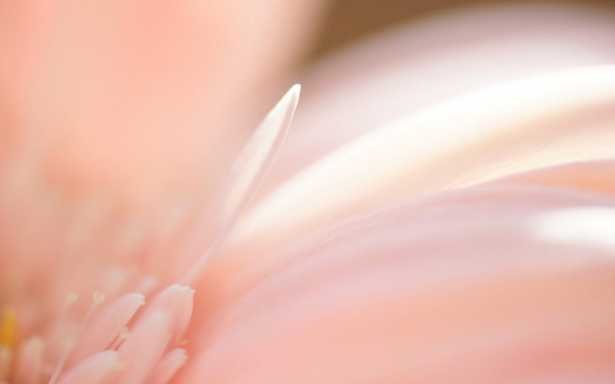 热情火辣的非洲菊图片