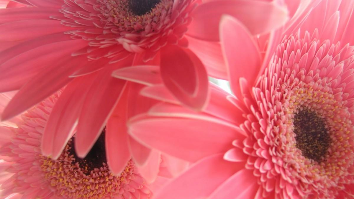 热情火辣的非洲菊图片