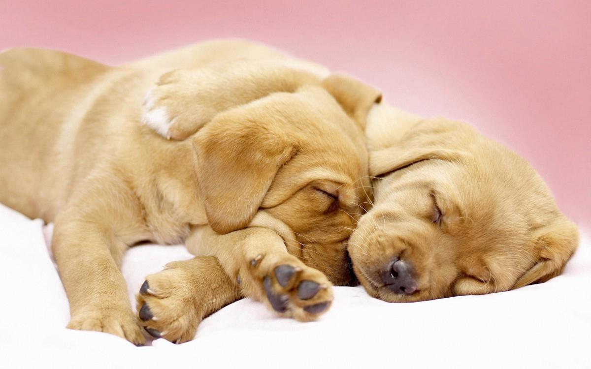 睡梦中可爱的小狗图片