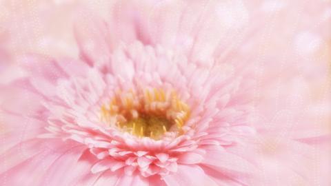 热情火辣的非洲菊图片