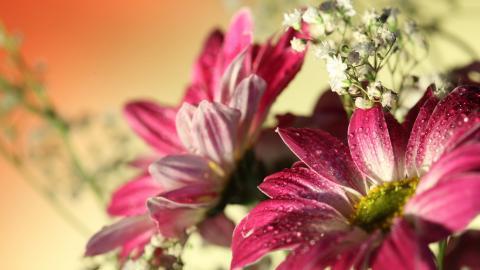 热情火辣的非洲菊图片