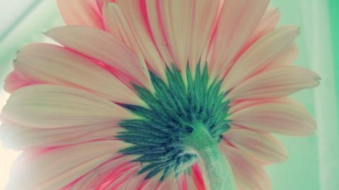 热情火辣的非洲菊图片