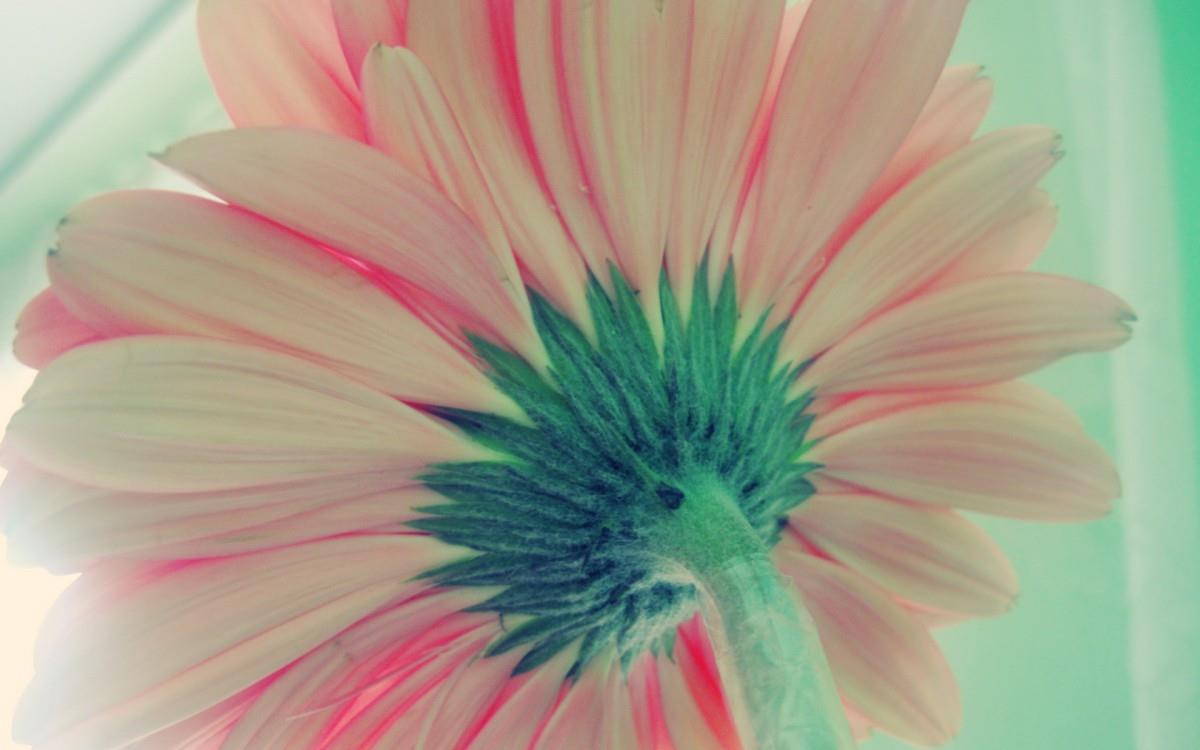 热情火辣的非洲菊图片