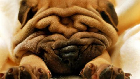 睡梦中可爱的小狗图片