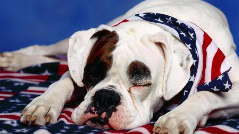 睡梦中可爱的小狗图片