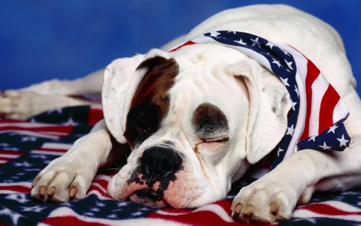 睡梦中可爱的小狗图片