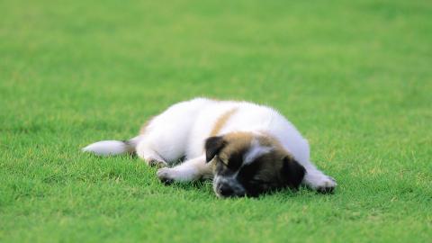 睡梦中可爱的小狗图片