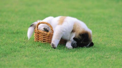 睡梦中可爱的小狗图片