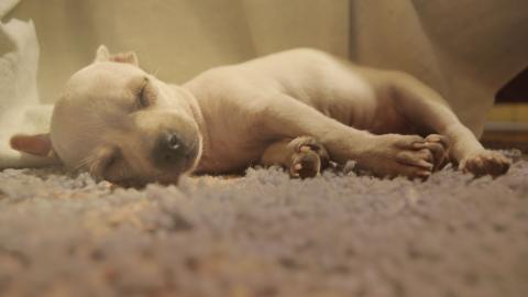 睡梦中可爱的小狗图片