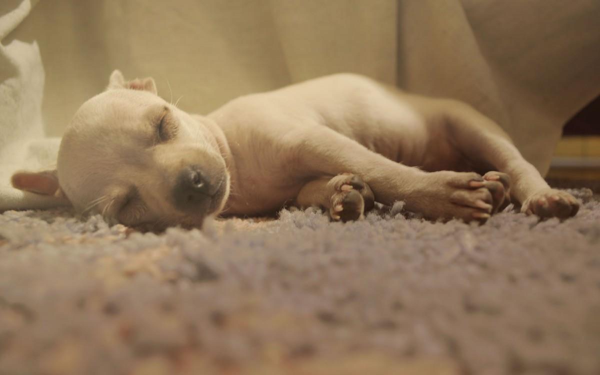 睡梦中可爱的小狗图片