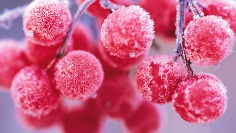 冬季雪的景观图片