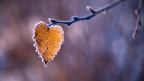 冬季雪的景观图片