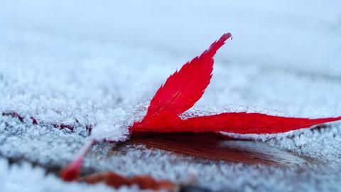 冬季雪的景观图片