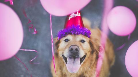 可爱的狗狗微笑图片