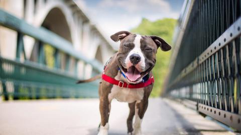 可爱的狗狗微笑图片