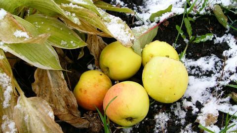 冬季雪的景观图片
