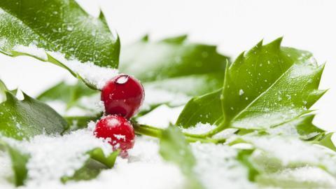 冬季雪的景观图片