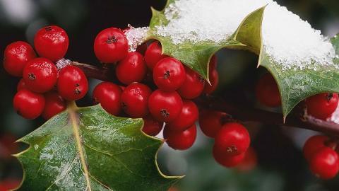 冬季雪的景观图片