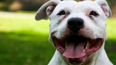 可爱的狗狗微笑图片