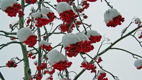 冬季雪的景观图片