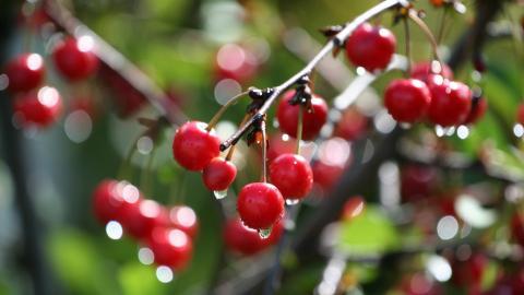 冬季雪的景观图片