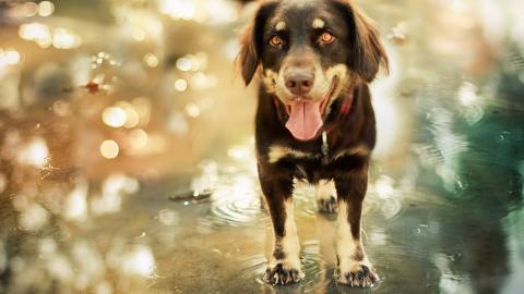 可爱的狗狗微笑图片