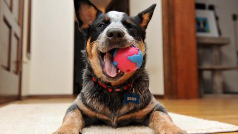 可爱的狗狗微笑图片