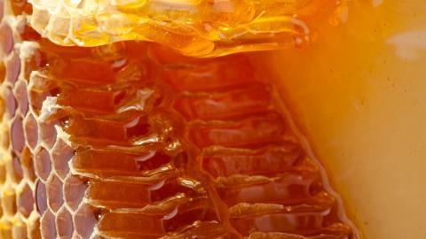 蜂蜜蜂巢图片