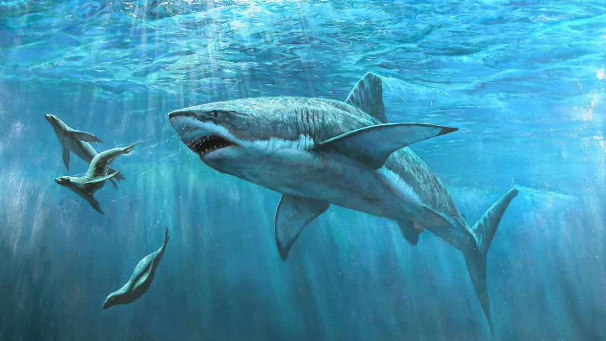 鲨鱼图片大全