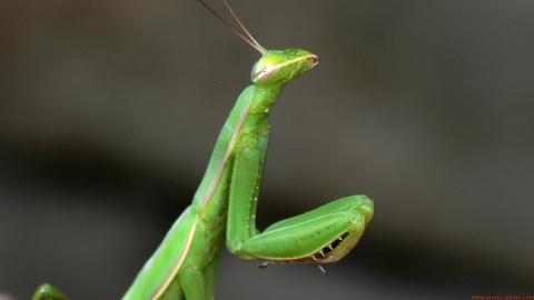 螳螂图片
