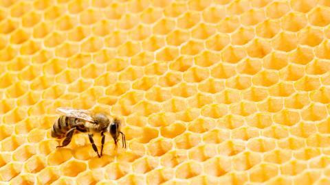 蜂蜜蜂巢图片