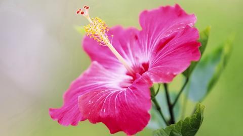 温柔的木槿花图片