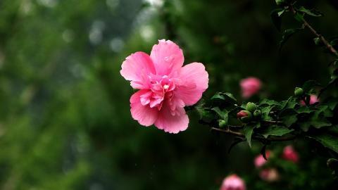 温柔的木槿花图片