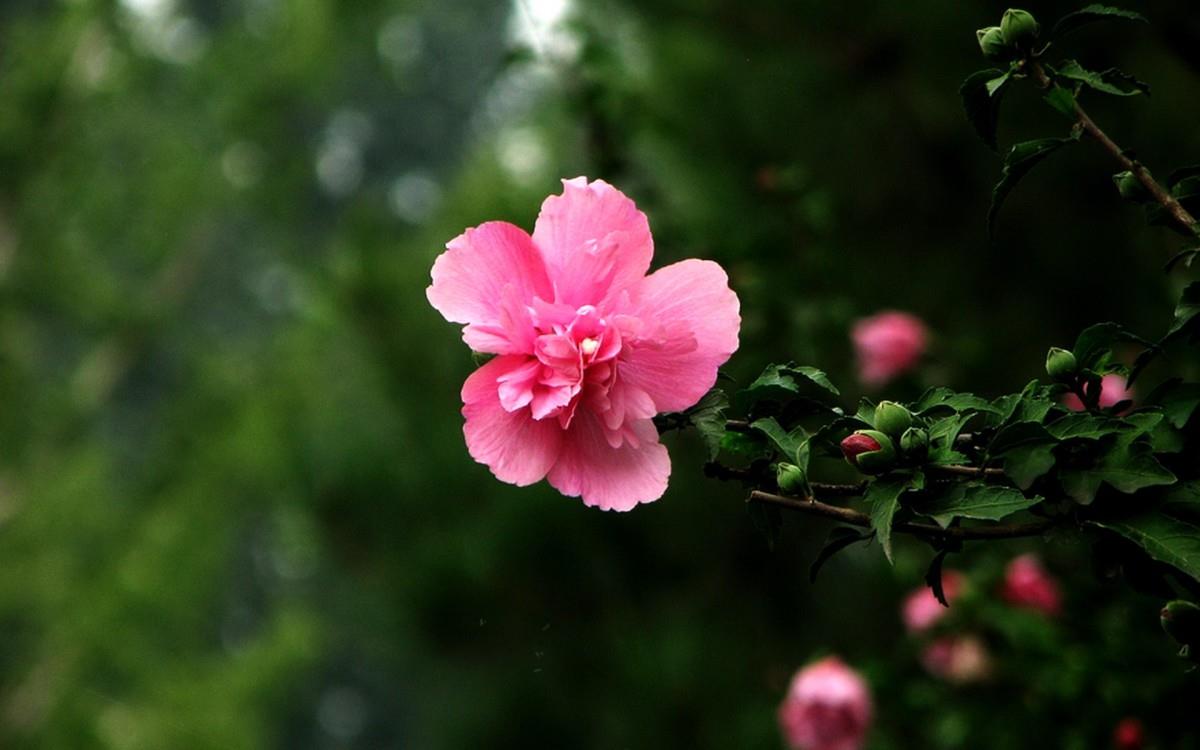 温柔的木槿花图片