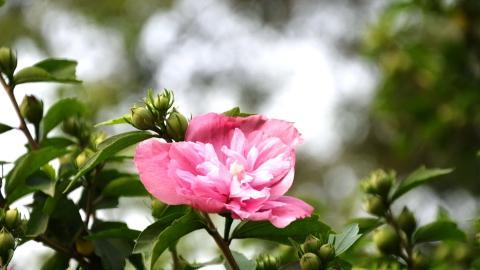温柔的木槿花图片