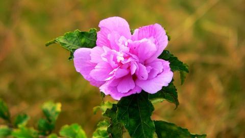 温柔的木槿花图片