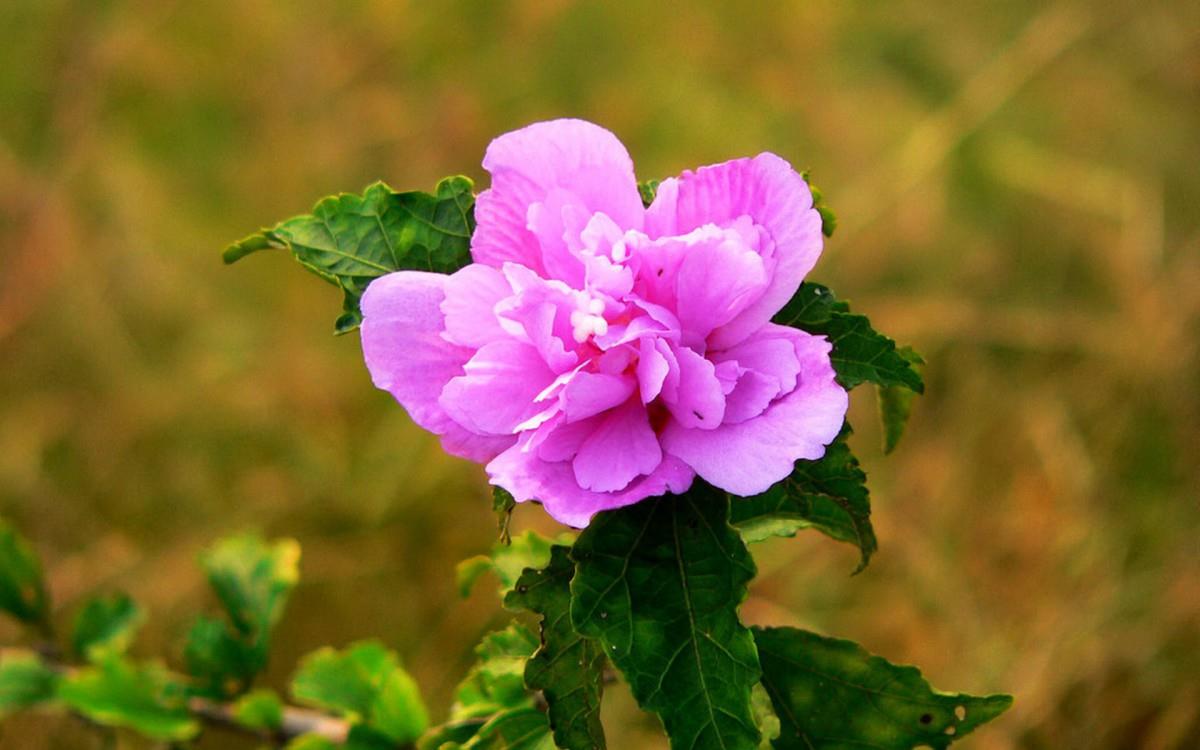 温柔的木槿花图片