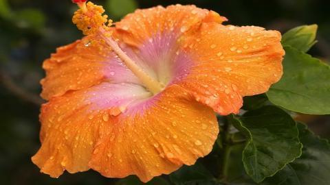 温柔的木槿花图片