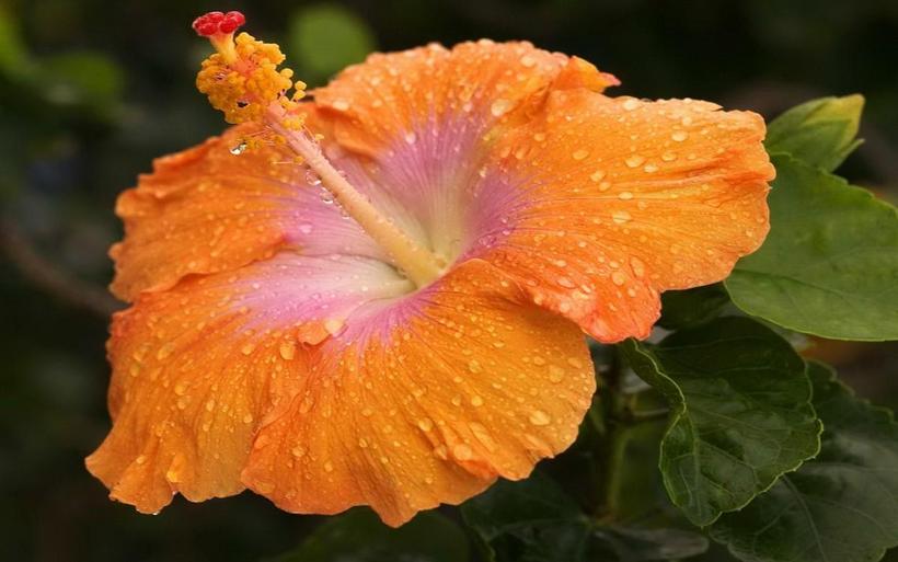 温柔的木槿花图片