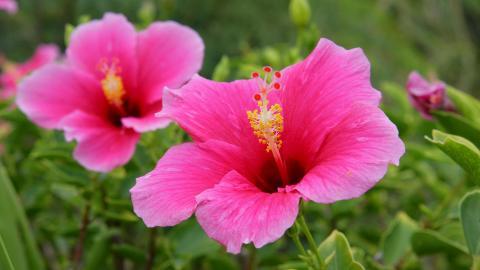 温柔的木槿花图片